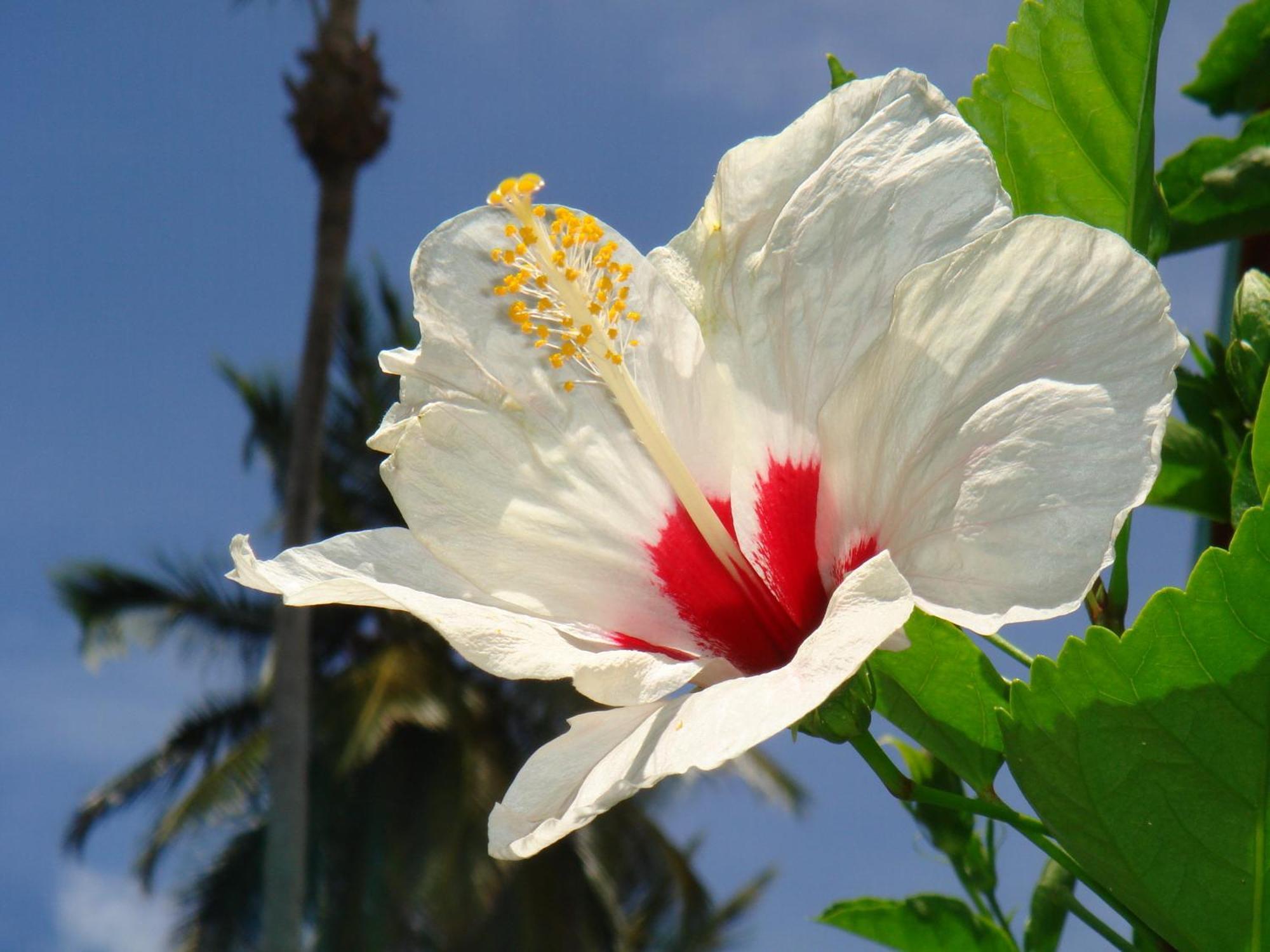 Hotel Playa Colibri 라스테레나스 외부 사진